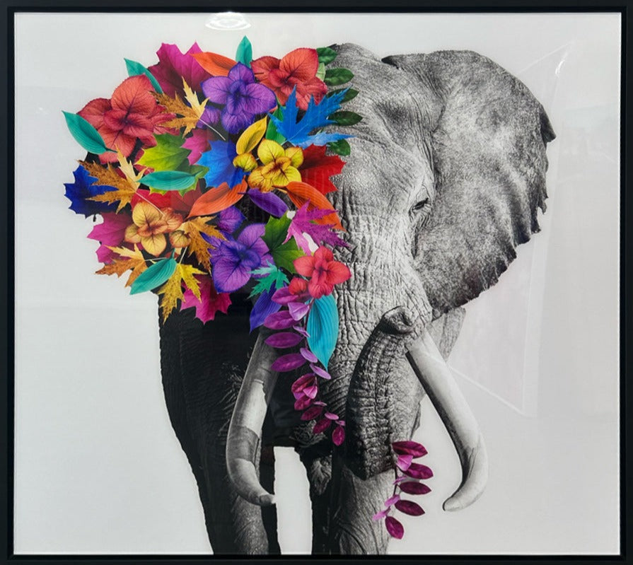 Baldy Art Gallery James B. Studio Digital Art, Black and White Photography Colorful Flowers Fine Art Photography