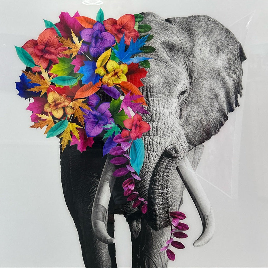 Baldy Art Gallery James B. Studio Digital Art, Black and White Photography Colorful Flowers Fine Art Photography