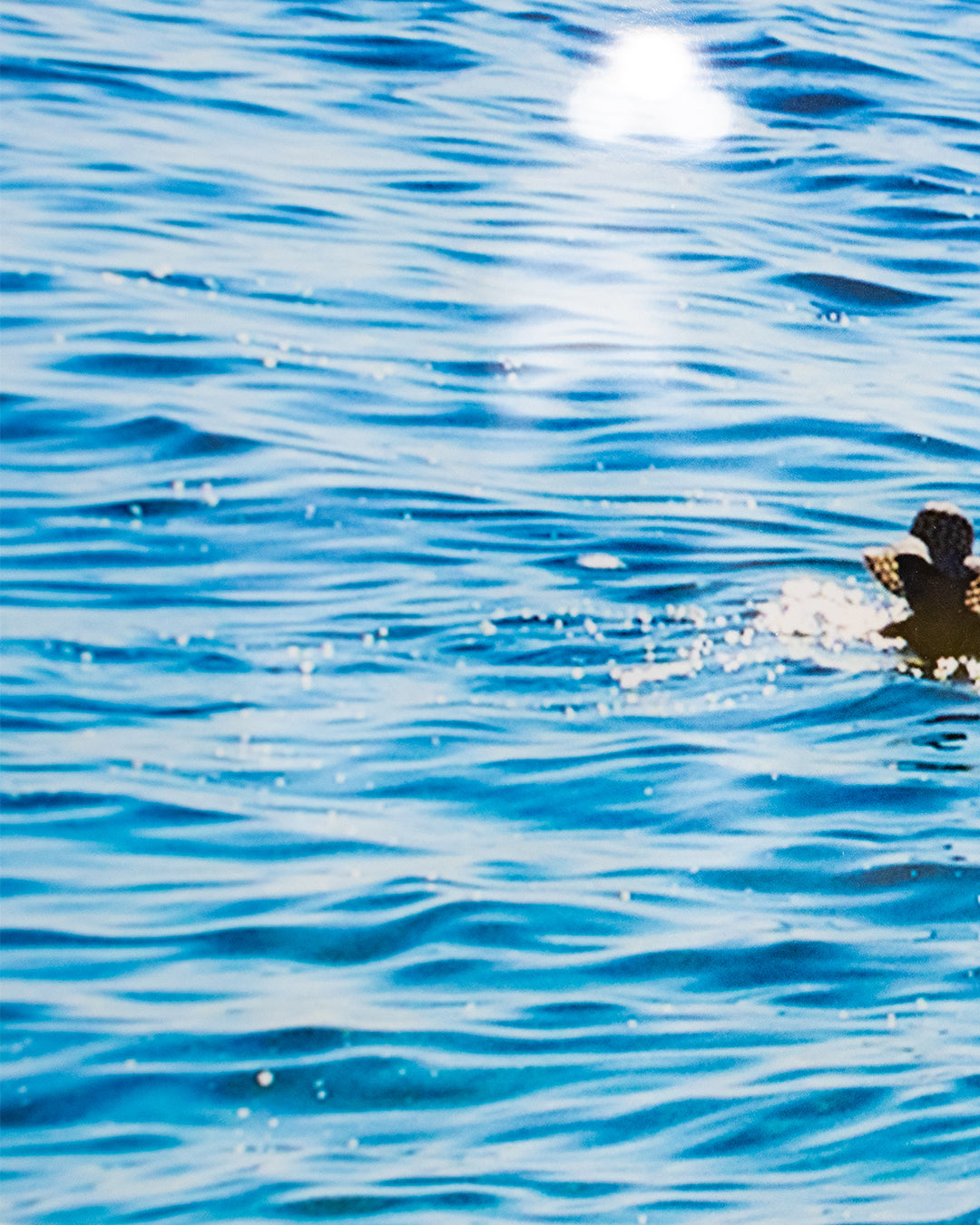 Baldy Art Gallery Stripped Umbrellas Getty images print