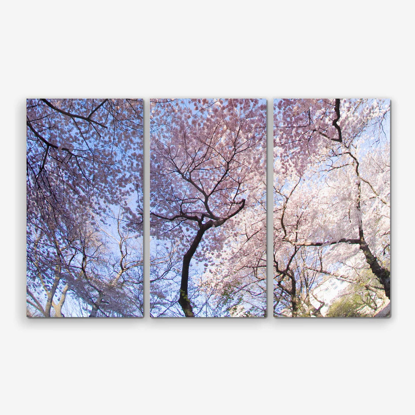 Cherry Blossoms in Natural Triptych