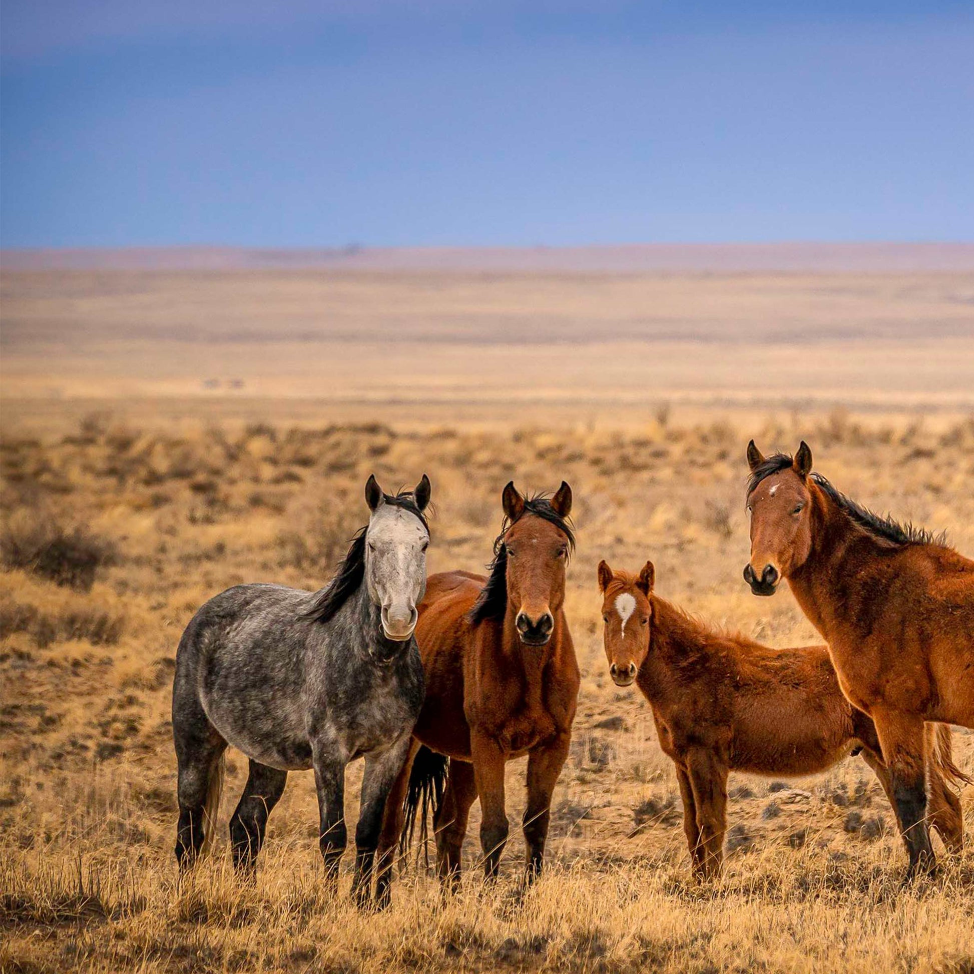 baldy art gallery lawrence leyderman wall art collector decor