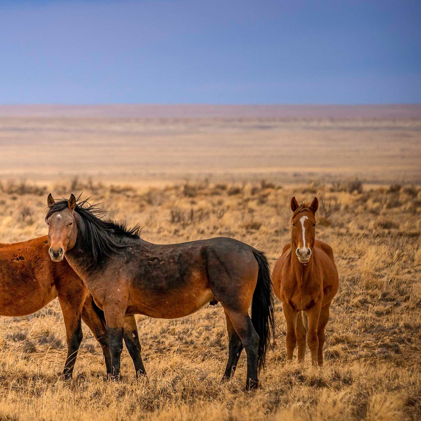 baldy art gallery lawrence leyderman wall art collector decor