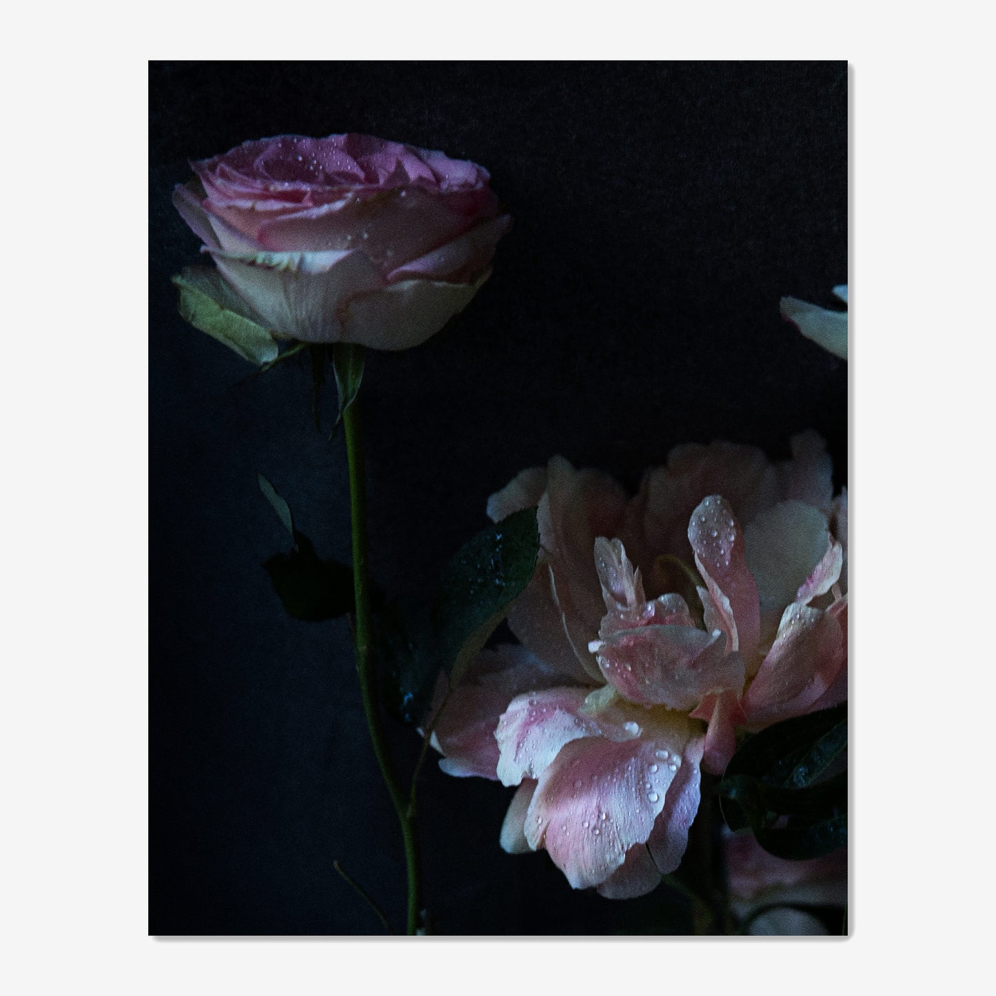 baldy art gallery richard phibbs wall art decor