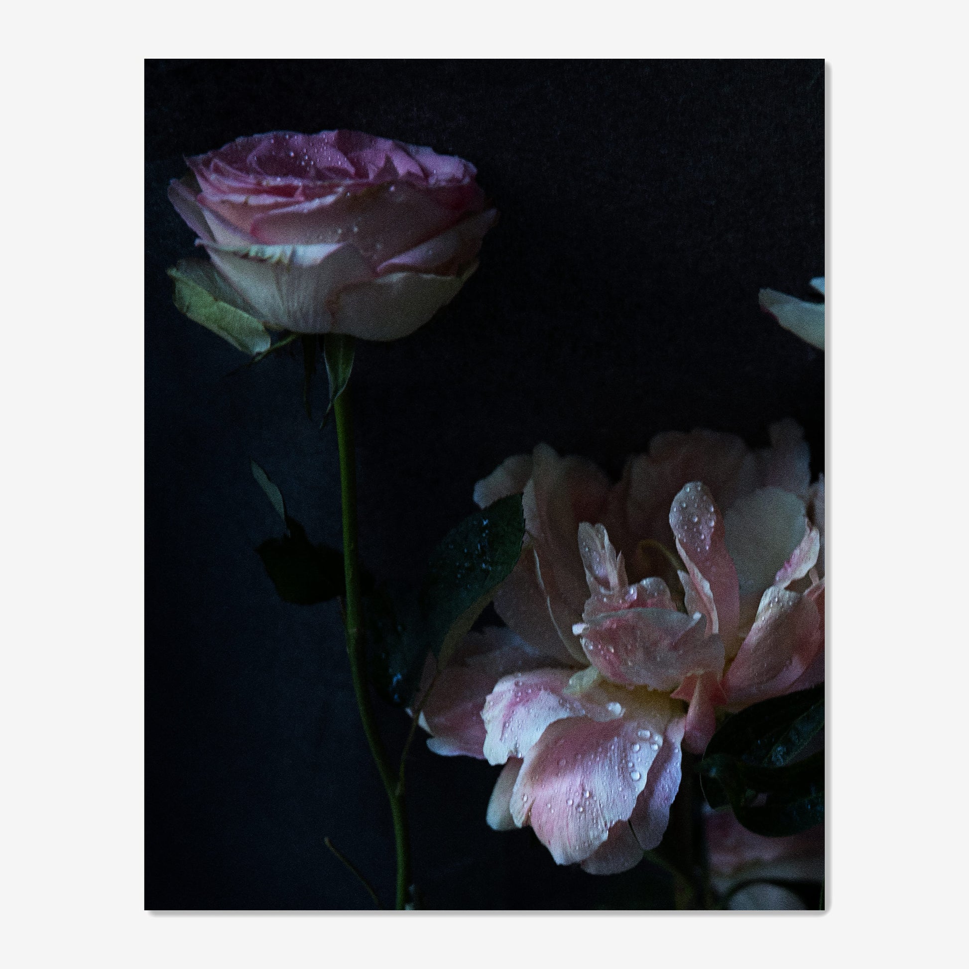 baldy art gallery richard phibbs wall art decor