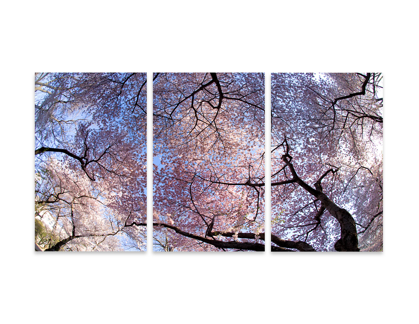 Cherry Blossoms in Natural Triptych